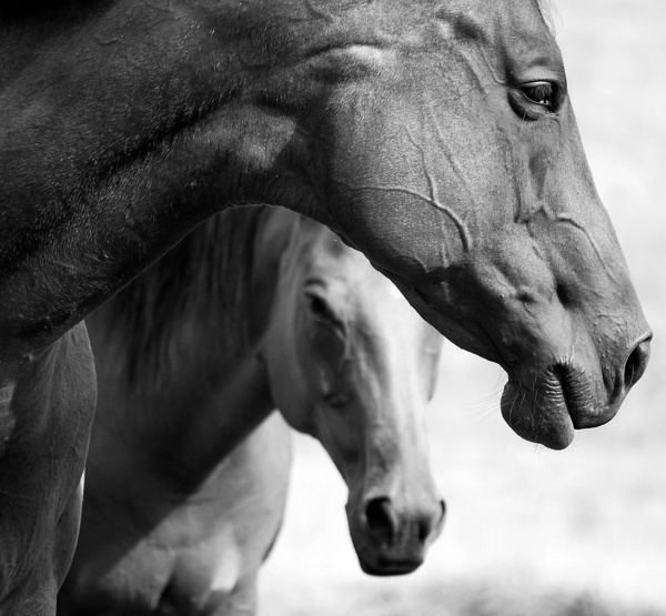 两匹马黑白照片图片