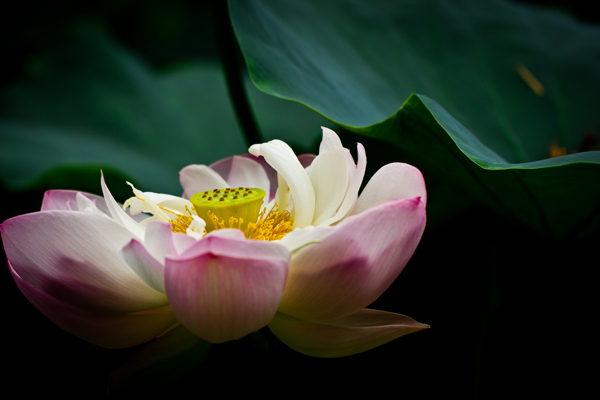 莲花风景