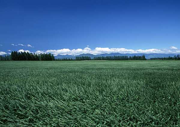 乡村田园图片庄稼植物田野天空