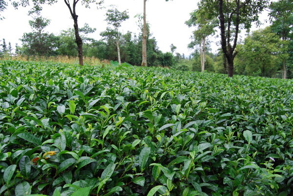云南大叶种茶树