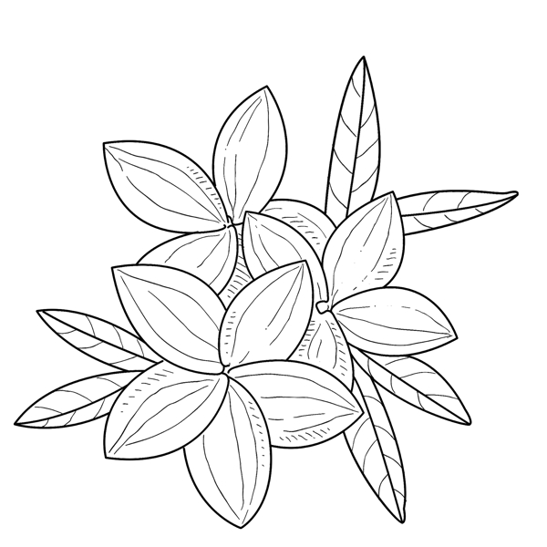 线描花朵涂鸦设计元素