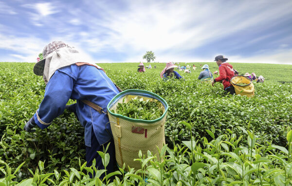 茶园采茶