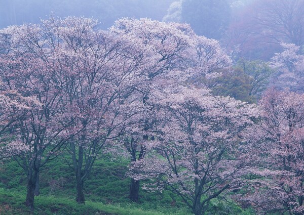 果树开花图片