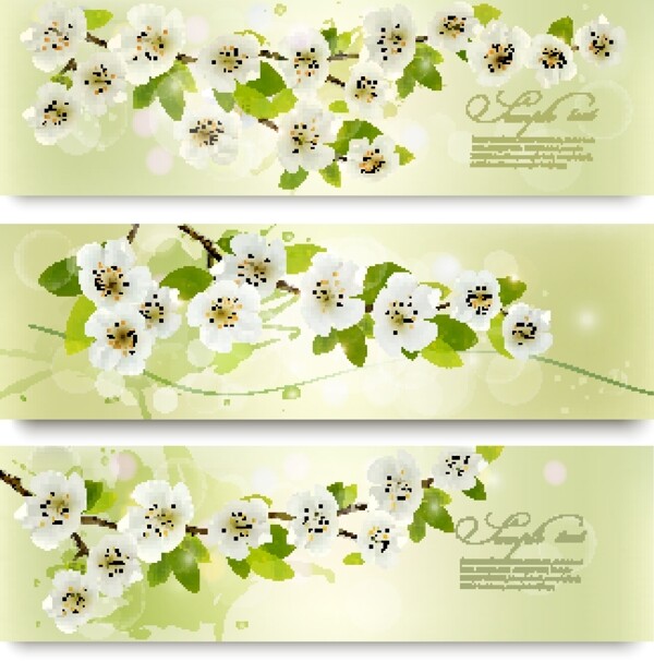 美丽的白色花朵矢量图01