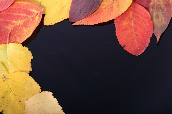 围成边的秋天落叶图片