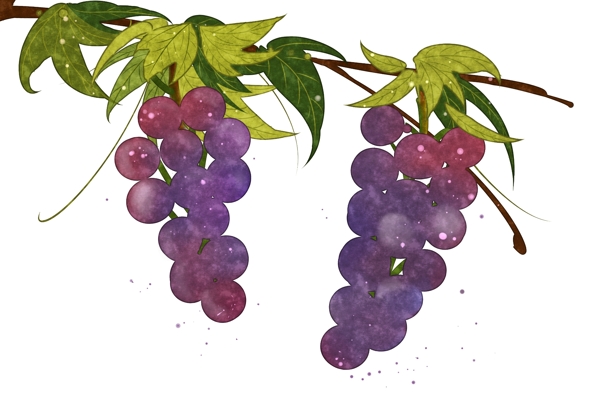 紫葡萄水果甜蜜晶莹PNG鲜果