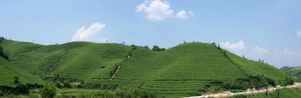 茶山图片