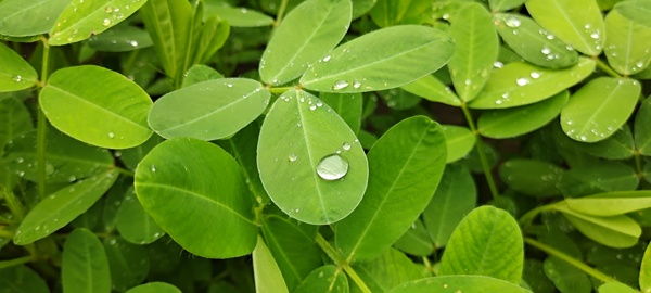 花生水珠