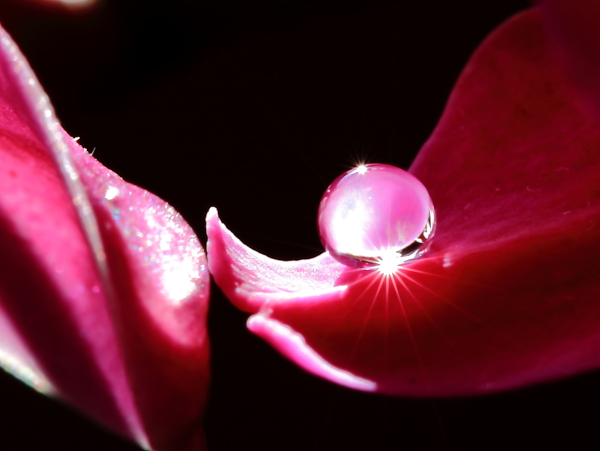 蝴蝶兰花瓣水珠图片