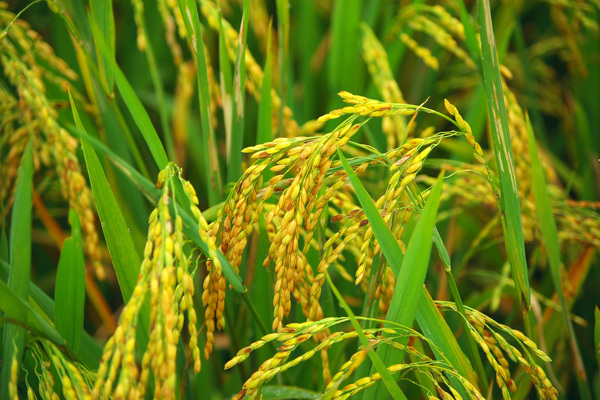 稻米稻谷图片