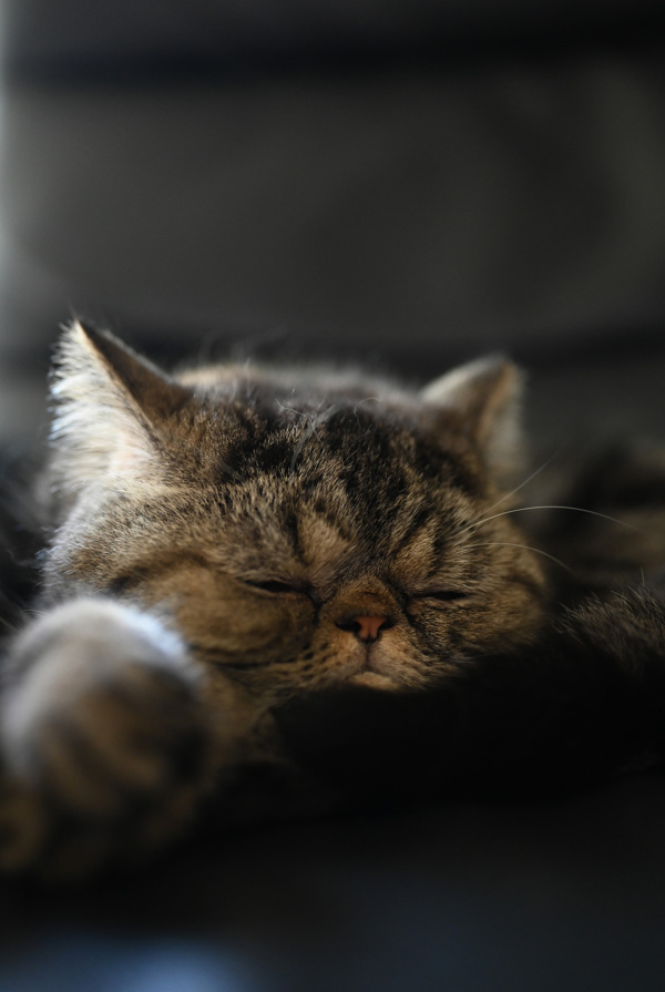 异国短毛猫睡觉图片