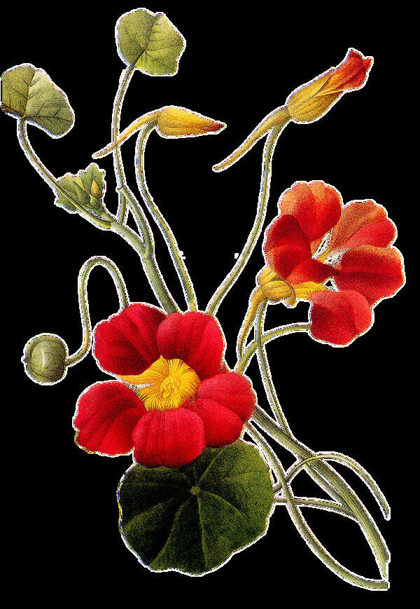 红色鲜艳的花朵花枝透明素材
