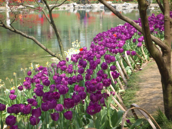 郁金香花丛图片