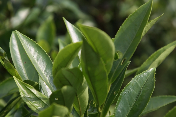 凤凰单枞茶茶树柚花图片