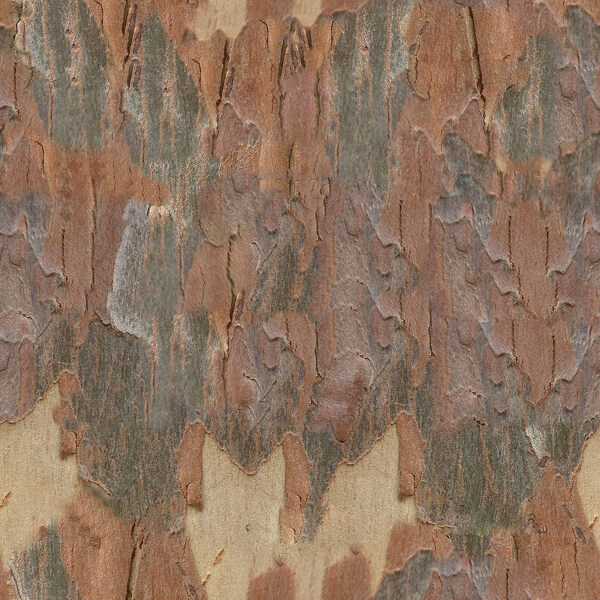 高精细桉树Eucalyptus带贴图