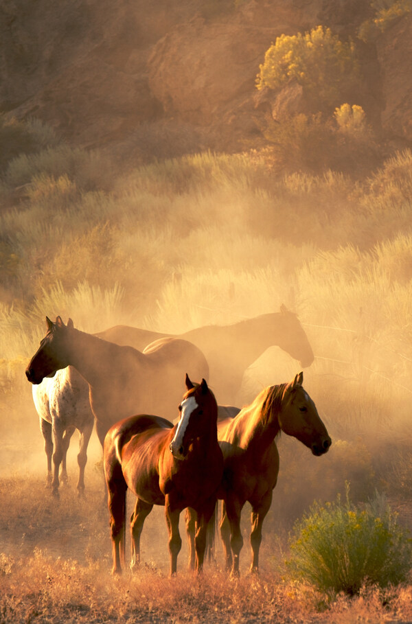 草原上的马群图片