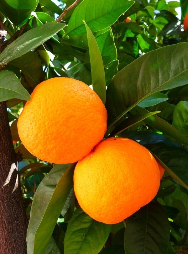 新鲜多汁的橘子
