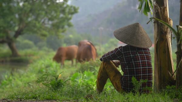 越南妇女坐着观看牛群吃草
