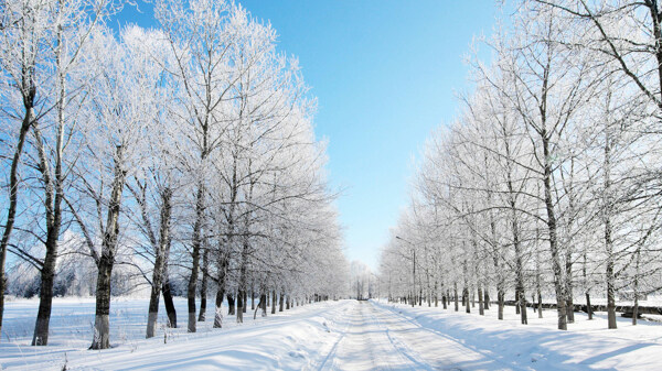 雪中马路图片