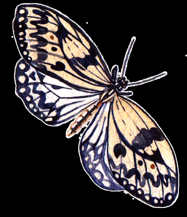 黄翅蝴蝶卡通透明素材