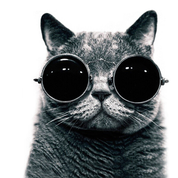 位图动物小猫眼镜色彩免费素材