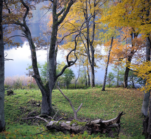 湖边的树木和草地