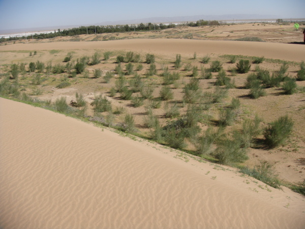 腾格里大沙漠景观沙生植物梭梭图片