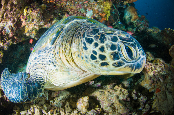 爬在珊瑚上的乌龟