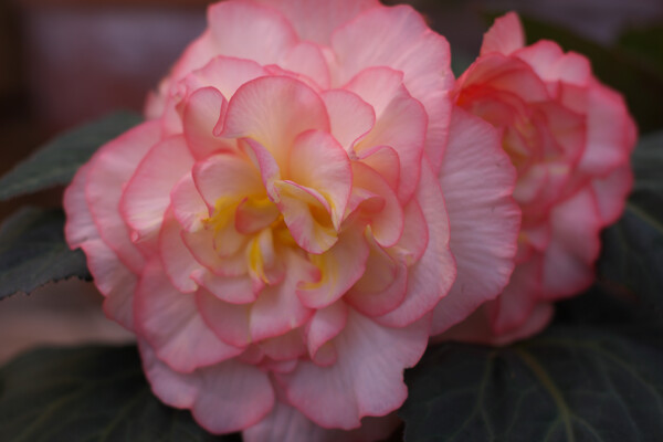 粉红牡丹海棠图片