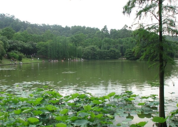 河湖景色图片