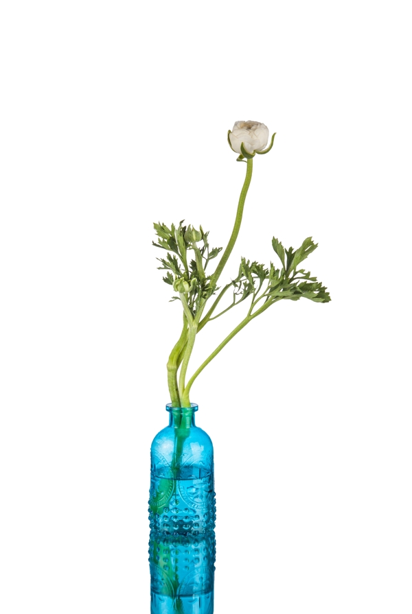 蓝色花瓶器皿花静物花卉
