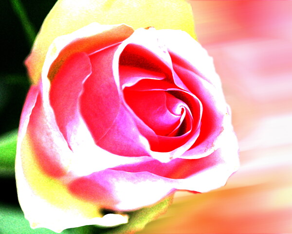 唯美玫瑰花图片