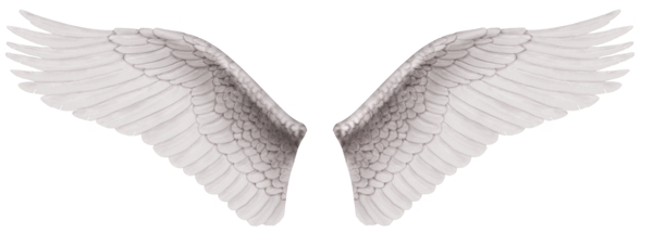 翅膀图片