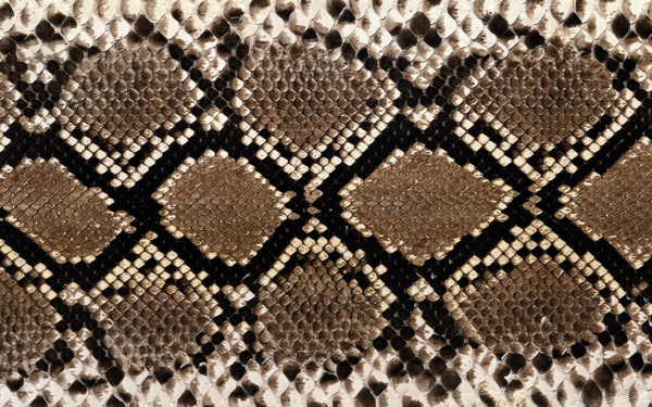 皮草非洲蟒蛇皮纹理图片