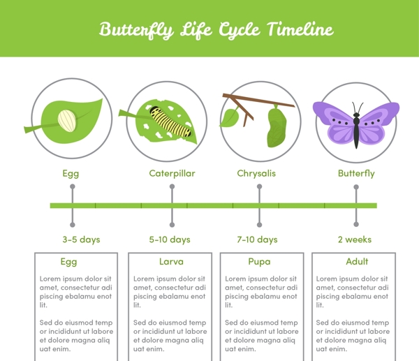 蝴蝶生命周期的信息图