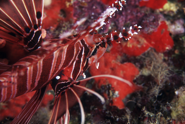 海洋生物