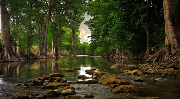森林的溪水图片