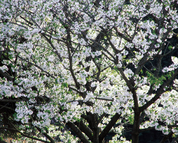 春暖花开