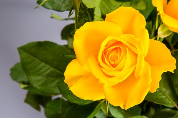 唯美黄玫瑰花图片