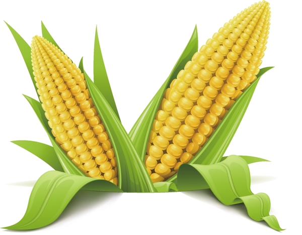 玉米矢量图
