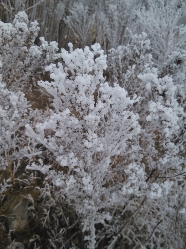 冬雪图片