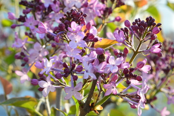 丁香花