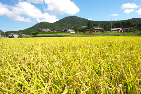 稻田图片