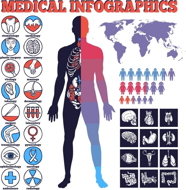 人体各种医学器官插画