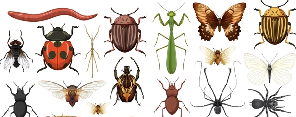 昆虫集合图片