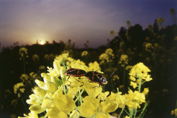 油菜花上的昆虫摄影图片