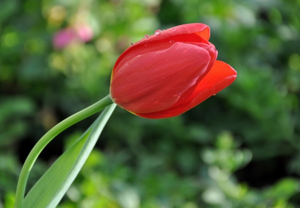 高雅郁金香花卉