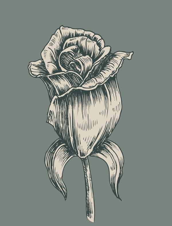 素描玫瑰花背景图
