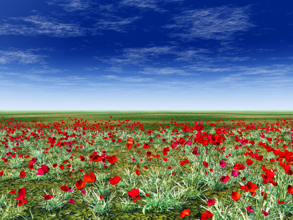 草原上的红色花朵图片素材