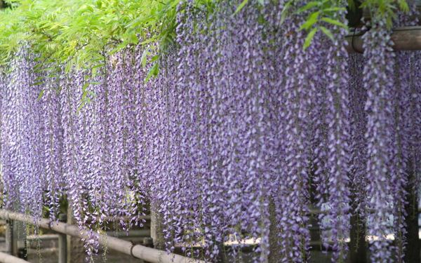 美丽的紫藤花图片